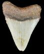 Bargain Megalodon Tooth - North Carolina #47812-2